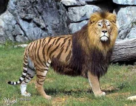 Ligar Male Lion And Female Tiger Rare Animals Animals Animals