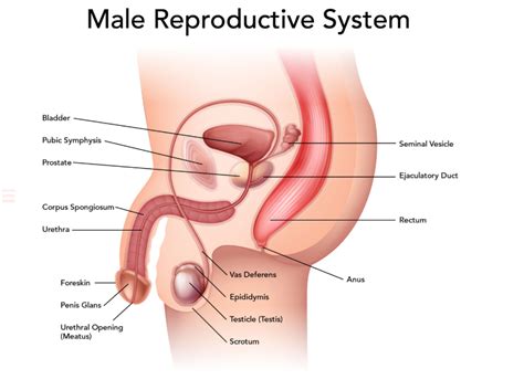 Male Reproductive System Diagram Quizlet Human Anatomy