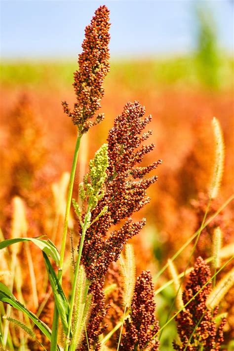 Millet And Sorghum Smart Farmer Grain Detail Stock Image Image Of Plant Wheat 231420589