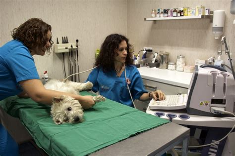 Servicio de ecografía veterinario en Bormujos Sevilla