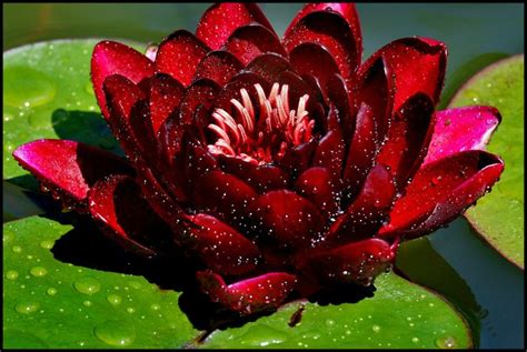 Deep Red Waterlily Lotus Plant Lotus Flower Seeds Lily Lotus