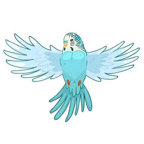Blue Budgie In Flight Isolated On White Background Vector Graphics