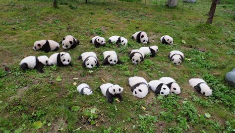 So Cute 36 New Born Panda Cubs Debut In Sw China People