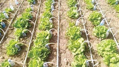 Plastic Bottles Irrigation System Farming All Seasons With Ease The