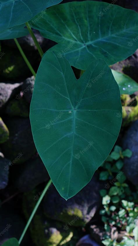 Premium Photo Green And Fresh Taro Leaves