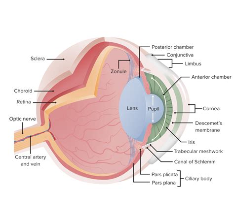 Cataracts In Adults Concise Medical Knowledge