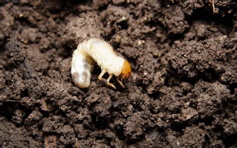 Signs Of Grubs In Your Lawn 5 Things To Watch For