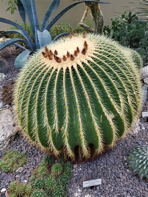 Saw This Beautiful Golden Barrel Cactus At The Ny Botanical Garden R