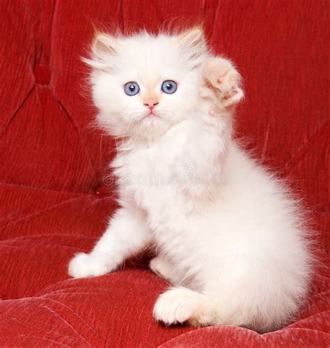 Kitten Waving Stock Image Image Of Feline Intense Baby 16511003