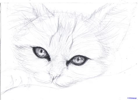 Draw A Realistic Kitten Cute Kitten Step By Step
