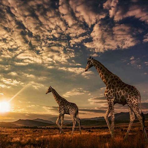 Atardecer En África Giraffe Safari Animals Animals Wild
