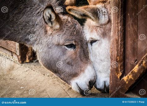 Donkey In Love Stock Image Image Of Domestic Affection 61722023