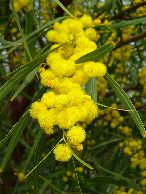 Golden Wreath Wattle Acacia Saligna Flowers In Bloom Uthinki