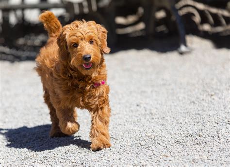 12 Facts About The Goldendoodle