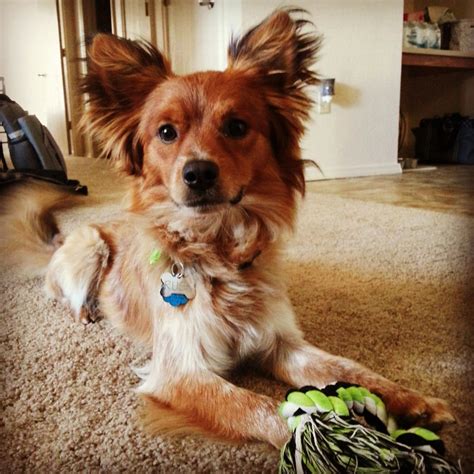 Our Dog Rush We Adopted Him But We Think He Is A Papillon Mix