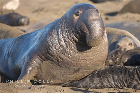 Elephant Seal Mirounga Angustirostris Piedras Blancas San Simeon California