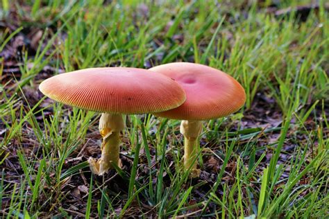 Two Orange Mushrooms In Grass Free Stock Photo - Public Domain Pictures