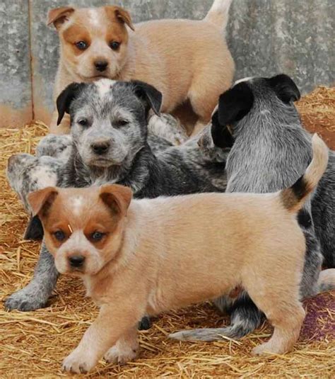 Australian Kettle Dog Blue Heeler Dog Breed Info
