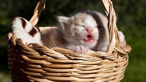 Yavru Kedi Fotoğrafları Yavru Kedi Resimleri Kedi Sesi
