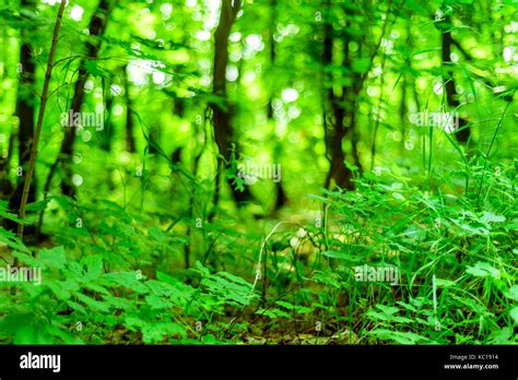 Vibrant Lush Green Forest Floor Vegetation With Bokeh Background Of