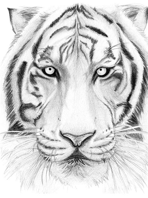 Em colorir.com encontrar centenas de páginas para colorir e colorir online gratuitamente. Desenhos de Tigres Para Imprimir e Colorir - Animais Para Colorir