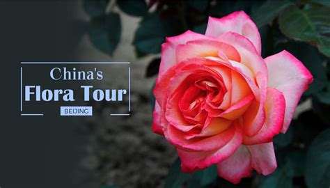 Chinas Flora Tour Chinese Rose Returns As Queen Cgtn