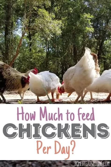How Much To Feed Chickens Per Day Chicken Feeding Guide Video