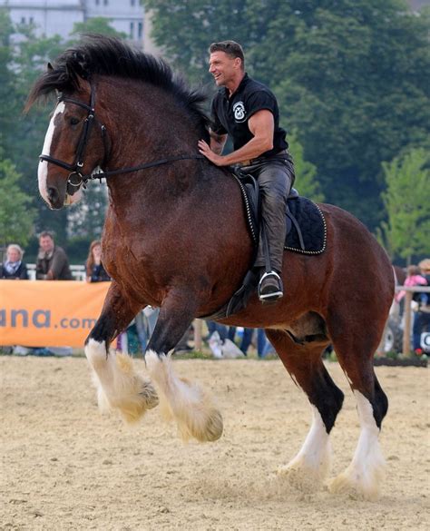 The Shire Horse Is An English Draft Horse That Comes In Many Colors