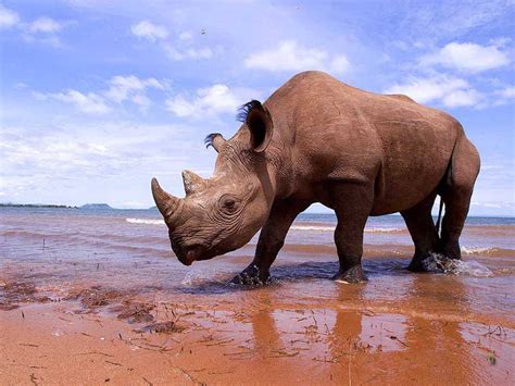 The Western Black Rhino Extinct Or West African Black Rhinoceros Is An Extinct Subspecies