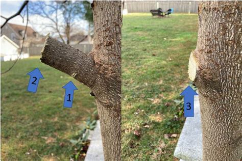 ‘tis The Season For Pruning Your Trees Alliance For The Chesapeake Bay