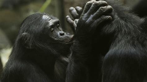 Lady Bonobos Totally Kiss And Tell