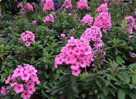 Phlox Paniculata Flame Pink I Just Got Four Of These Plant Nursery
