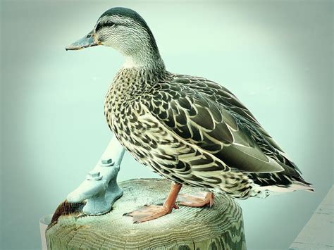 Female Mallard Duck 2 Photograph By Angie Tirado Fine Art America