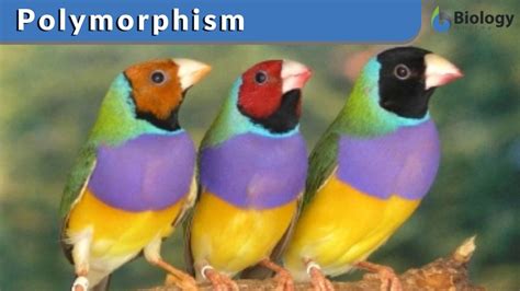 Polymorphism Definition And Examples Biology Online Dictionary