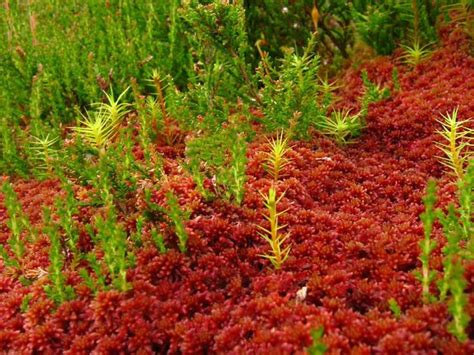 Red Moss Terrarium Plants Plants Herbs