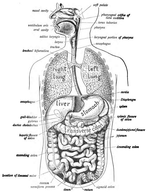 The Digestive System Jadefasr