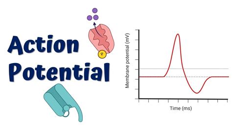 Action Potential Animation Youtube