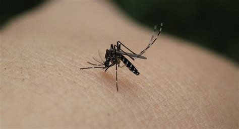 Prepare For The Invading Asian Tiger Mosquitoes