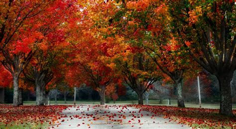 Free Photo Autumn Landscape Peaceful Oak October