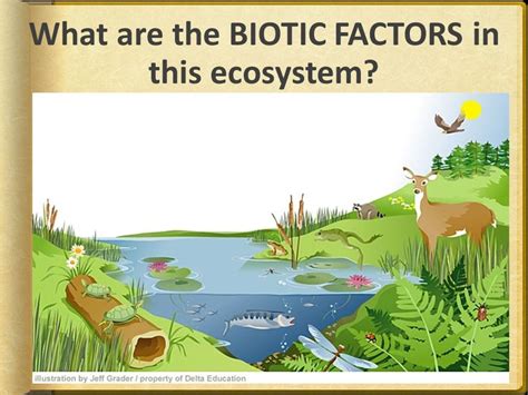Biotic Vs Abiotic Factors Diagram Quizlet
