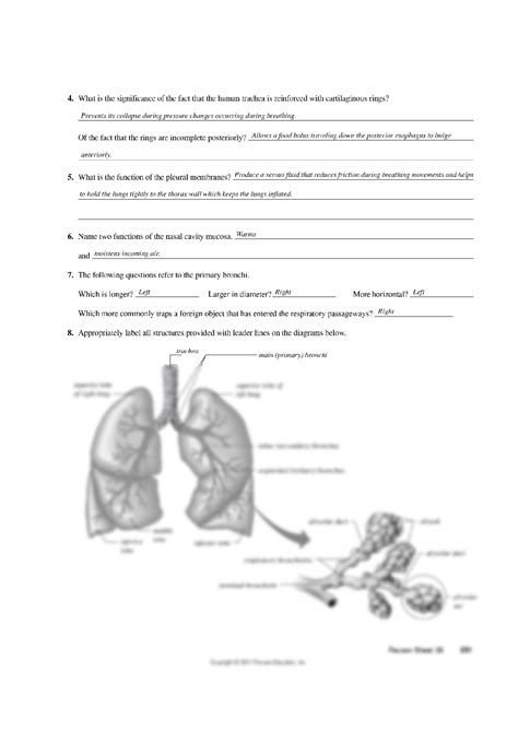 Exercise Anatomy Of The Respiratory System Review Vrogue Co