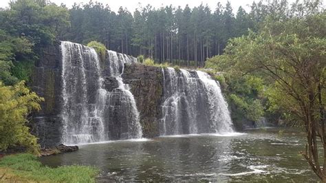 Forest Falls Nature Walk Sabie 2020 All You Need To Know Before You