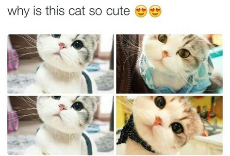 Cuteness Overload ~ Why Is This Cat So Cute Gorgeous Cats Cute