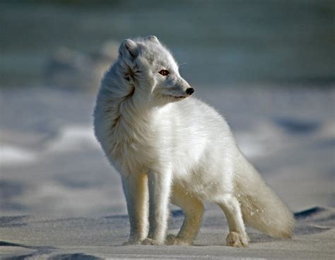 How Long Do Arctic Foxes Live Lifespan • Animals Answers