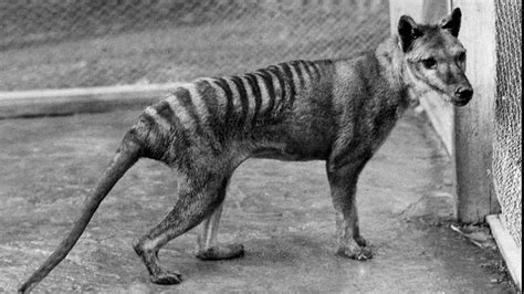 Drought killed off Tasmanian tiger, says new research - Canada Journal - News of the World