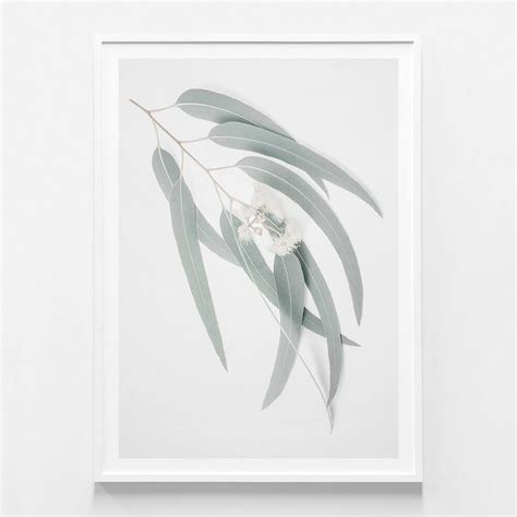 Light Eucalyptus Leaves Poster Framed Print Or Canvas