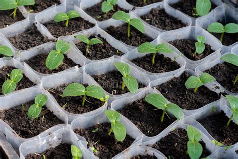 Growing Cucumber Seedlings In The Greenhouse Stock Image Image Of