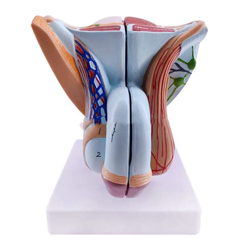 Buy Yunzhiduan Male Genital Organ Model Anatomy Of Male Reproductive