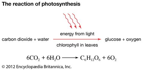 6co2 6h2o C6h12o6 6o2
