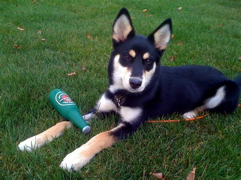 Deutsches schäferhund husky mix facts sheet husky deutscher schäferhund mix temperament white german shepherd husky mix pflegetipps & tricks Schäferhund Mix Welpen Berlin